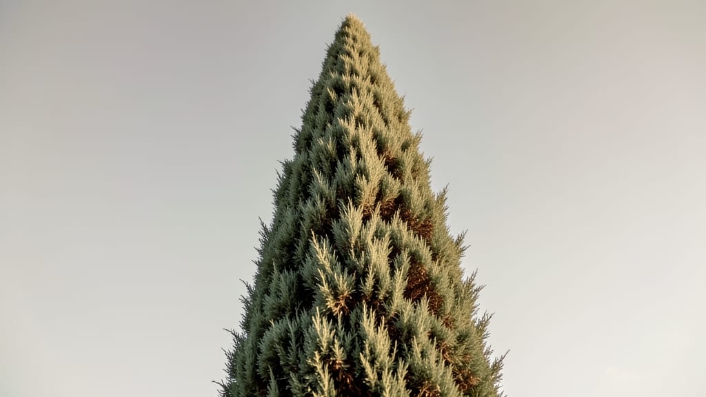 Italian Cypress Trees